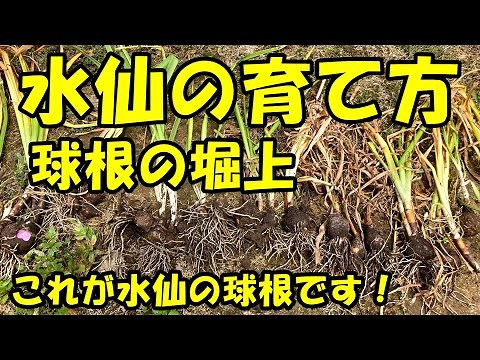 水仙の育て方 球根の堀上
