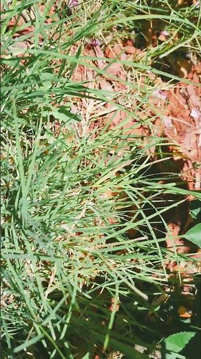 Cynodon dactylon. 💚🪴📚🏡 Chisom Gardens / SDR / Bermuda Grass or Scutch Grass.