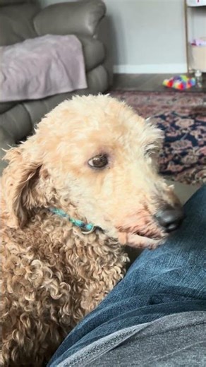 Goldendoodle, cockapoo and mini poodle
