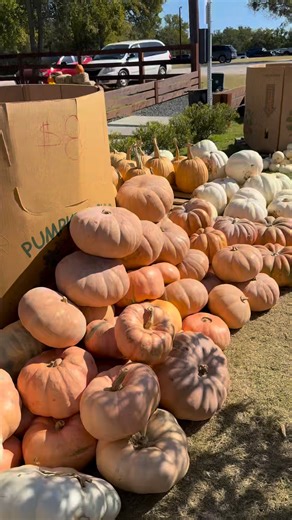 30 reactions | There’s just something magical about Little Joe’s...