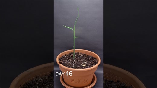 Ginger growing time lapse - 93 days in 58 seconds