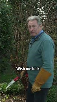 Transform a Bulky Shrub into a Beautiful Lollipop Tree 🌿