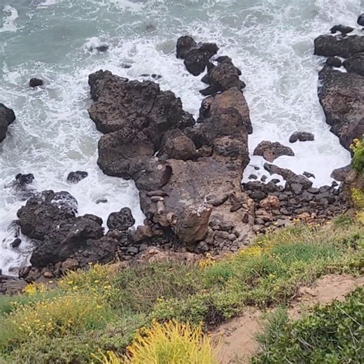 8.8K views · 75 reactions | Sea lions from Point Dume Natural...