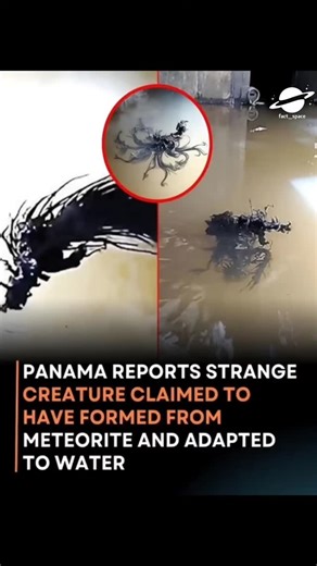 A Strange Creature Found in Panama… Scientists Are Still Debating 👀🛸 A bizarre-looking creature was reportedly discovered in Panama, and the internet can’t stop talking about it 😳 Some claim it may be a natural formation, debris, or a rare biological structure, while others are calling it something far more mysterious. Experts say many such cases turn out to be organic matter, algae, or environmental effects, but the visuals are definitely unsettling 👁️‍🗨️ #StrangeDiscovery #MysteriousCreat
