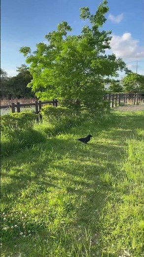 Crow Walking Proudly With Food in Its Beak