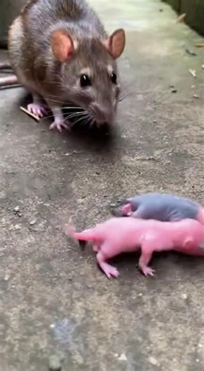 Is the Birth of Newborn Mice Dangerous🐭⚠️#NewbornMice #animalbirth #wildlifesurvival #motherinstinct