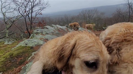 19 reactions | Super Sunday Crew!  The rain doesn't these pups from having fun!  Chunk, Cooper, Penny, Oscar, and Wally! | Active Dog LLC | Facebook