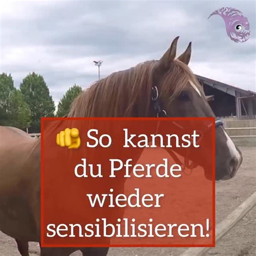 🐴 Wenn Pferde wieder fühlen dürfen… Viele Pferde haben sich innerlich zurückgezogen. Abgestumpft durch endlose Wiederholungen, Techniken, Methoden – menschgemachte Konzepte, die ihnen ihre Sprache nehmen sollten. Doch heute wissen wir: Es geht nicht darum, dem Pferd etwas beizubringen. Es geht darum, von ihm zu lernen. ✨ In diesem Reel zeige ich dir, wie ich mit einem Pferd arbeite, das den Kontakt zum Menschen fast ganz aufgegeben hatte. Schritt für Schritt – mit Achtsamkeit, Zuhören, Respekt 
