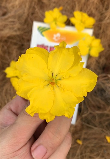 Cách Dưỡng Cây Mai Nở Hoa Đẹp Ngày Tết