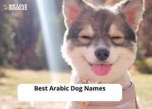150  Best Arabic Dog Names! - We Love Doodles