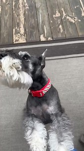 179K views · 7.8K reactions | 헦헶헿헲헻 혁헲혀혁헶헻헴 first Saturday of the month at 1:00 pm. Lexie (our Mini) loves to sing along to almost any siren. Doozie (our Standard) makes a brief appearance too, but doesn't join in. Enjoy,  Schnauzer Book!  #schnauzer #minischnauzer #doglover | Schnauzer Book | Facebook