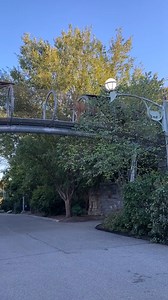 9.3M views · 131K reactions | We call this taking the high road, literally!  Our Zoo360 trails offer our animals like our Amur tigers opportunities to explore beyond their habitats (and say hello  to our guests). When on your visit, make sure to always look up, you never know what you might see! | Philadelphia Zoo | Facebook