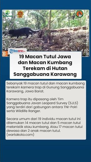 Detik-detik Penampakan 19 Macan Tutul Jawa-Kumbang di Gunung Sanggabuana Karawang