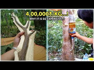Agarwood Farming Secrets You Need to Know NOW