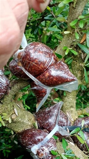 How to cultivate plants with very simple air layering techniques #shorts #shortvideo