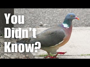 Most People Don't Know These Facts About WOOD PIGEONS
