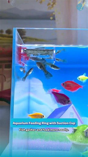 Aquarium Feeding Ring with Suction Cup | Small Tool For Better Feeding