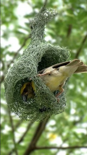 Birds Nest Identification Secrets Revealed!