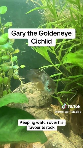 Fish keeping tips on TikTok