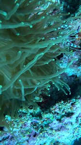 1.3K views · 143 reactions | Hi guys one of my favorite shrimp to see underwater Banded Boxer Shrimp .  Yaya Sosyalera | Yaya Sosyalera | Facebook