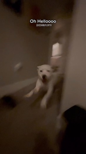 857K views · 70K reactions | Oh hello  | Roxy and Remi | Facebook