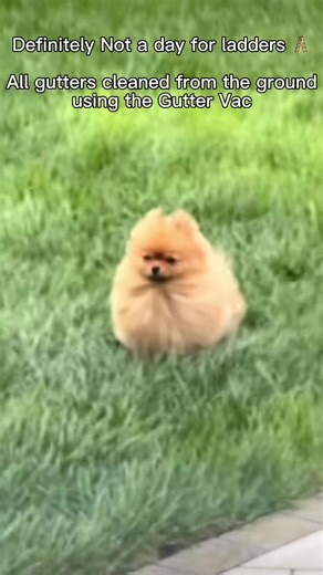 ⚠️ Windy Weather? Your Gutters Might Be in Trouble… Here’s the Safe Way to Fix It! 🌬️🍂 After strong winds, gutters quickly fill with leaves, moss, and debris. Blocked gutters can cause overflowing water, damp walls, and costly damage to your home. But climbing ladders in windy conditions can be dangerous. That’s why we do things differently. At Mr Gutters, we use powerful high-tech gutter vacuum systems that clean your gutters safely from the ground. Our equipment reaches up to your roofline w