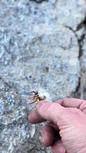 Chumming for trout with corn 🌽 This video brought a lot of you guys here…🫶Nearly at 14K on this page and im so grateful to share the adventures.. 🫡 Its a team effort keeping this page going 🫡
