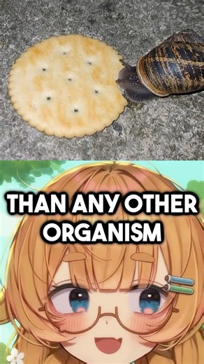 Why Snails Are The WEIRDEST CREATURES!