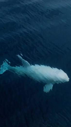 Rare albino Risso's dolphin swishes into the new week with friends #California #oceanlife | Dr. Love