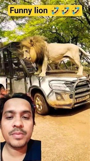 Funny Lion King 🤣🤣 #wildlife #lion #funny #comedy #funnyanimals