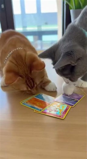 Gatti aprono pacchetto di carte Pokè!