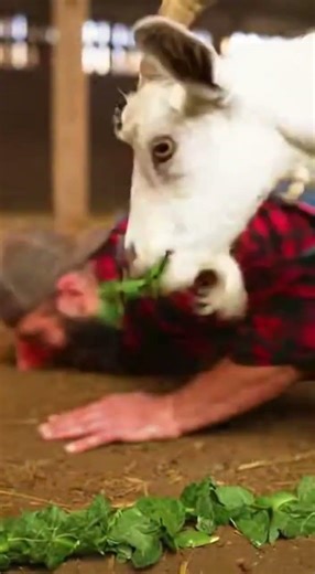 Goat vs Man | Bite Challenge without using hand #duet #canecorso #trythatinasmalltown