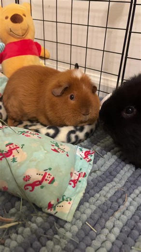 Guinea Pig Friends: A Joyful Bonding Experience