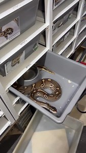 🐍🐍🐍🐍#snakelover #ballpythonlove #snek #royalpythons #morph | Xclusive ball pythons