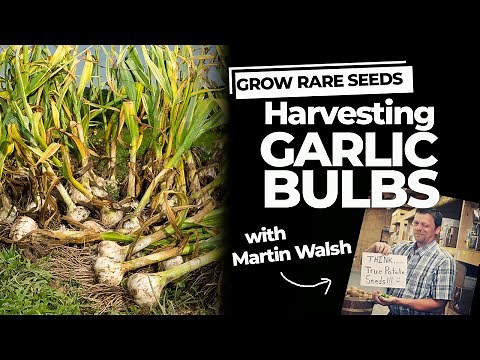 Harvesting Garlic Bulbs
