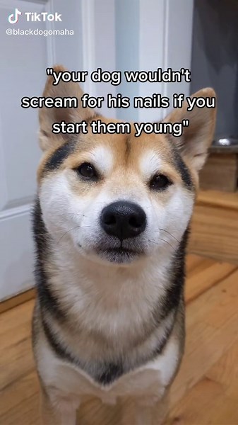 Shiba Inu Nail Trimming: Start Young to Avoid Screams