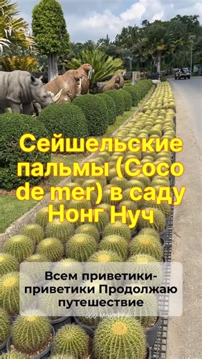 Геннадий Подгола on Instagram: "Тайские секретики: Сейшельские пальмы (Coco de mer) в саду Нонг Нуч Самые большие семена на планете Плоды сейшельской пальмы (Lodoicea maldivica) могут весить до 25–30 кг. Это абсолютный рекорд среди растений. Форма-легенда 😄 Семя выглядит как два сросшихся кокоса и знаменито своей очень анатомической формой. В Нонг Нуче это один из самых фотографируемых объектов сада. Редкость вне Сейшел В природе пальма растёт только на двух островах Сейшел — Праслен и Кюрьёз.