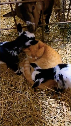 Baby Goats Meet Farm Cat For The First Time… Ends With The Cutest Cuddle You’ll See All Year 😭🐐❤️