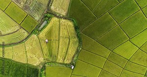 Above golden paddy field during harvest season. Beautiful field sown with agricultural crops and photographed from above. top view agricultural landscape areas the green and yellow rice fields.