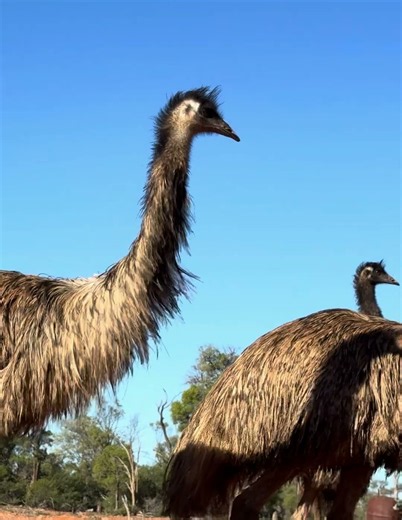 More Emus visiting The Comet Opal Mine in Koroit!!! #thecometopalmine