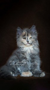 2.7M views · 121K reactions | Kittens vs adults. #mainecoon | Felis Gallery by Robert Sijka | Facebook