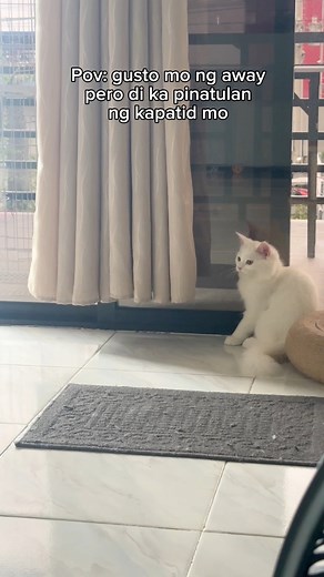 163K views · 11K reactions | what siblings are for | Chloe and Casper | Facebook