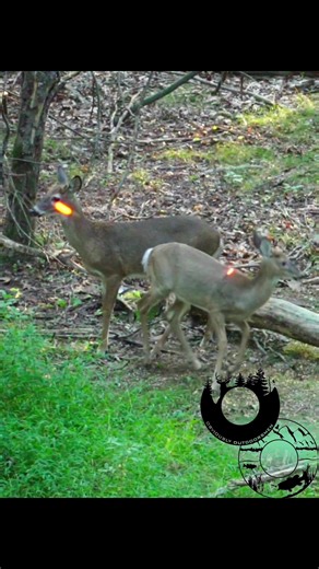 2 at once🤩 #hunting #deerhunting