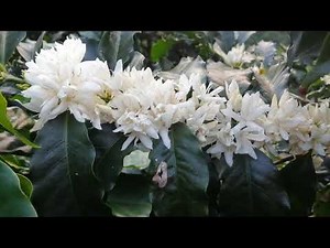 cuanto demora el café en madurar después de su florecen cía.