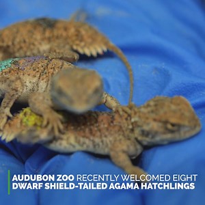3.8K views · 112 reactions | Our Herpetology team recently welcome eight dwarf shield-tailed agama hatchlings! These cute little one-inch hatchlings will only grow to four inches as adults. 年  | Audubon Zoo | Facebook