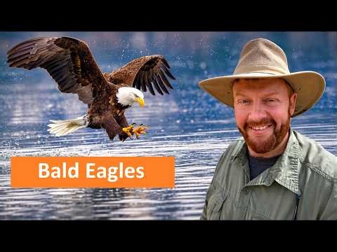 Falconry: Bald Eagles