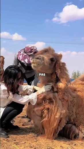 This detail about the camel fools everyone