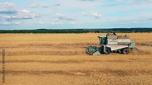 Reaping machine is harvesting rye while riding along the field