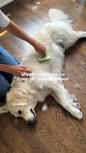 1K views · 51 reactions | Dog parents, we found THE vacuum for you. With over 2500 5-star reviews, the @dyson V8™️ cordless vacuum is a must-add to any animal lover’s wedding registry. Double tap to give this good boy a treat! #Dyson #Vacuum #Pet #DeepClean | Crate and Barrel | Facebook