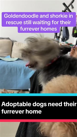 Goldendoodle and shorkie longest resident in rescue needs a home. #shorkie #goldendoodle #rescueanimals #adoptme #adoptdontshop